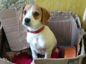 Cachorro raça não tem idade 2 a 6 meses nome lili