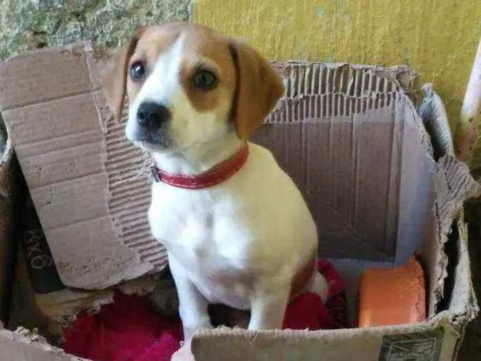 Cachorro ra a não tem idade 2 a 6 meses nome lili