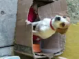 lili