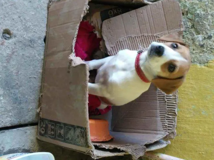 Cachorro ra a não tem idade 2 a 6 meses nome lili
