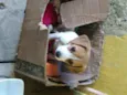 lili