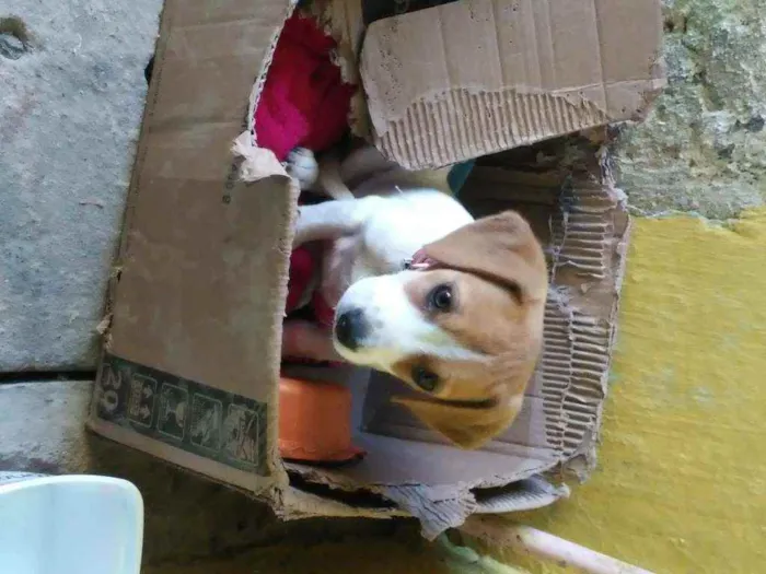 Cachorro ra a não tem idade 2 a 6 meses nome lili
