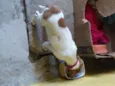 lili