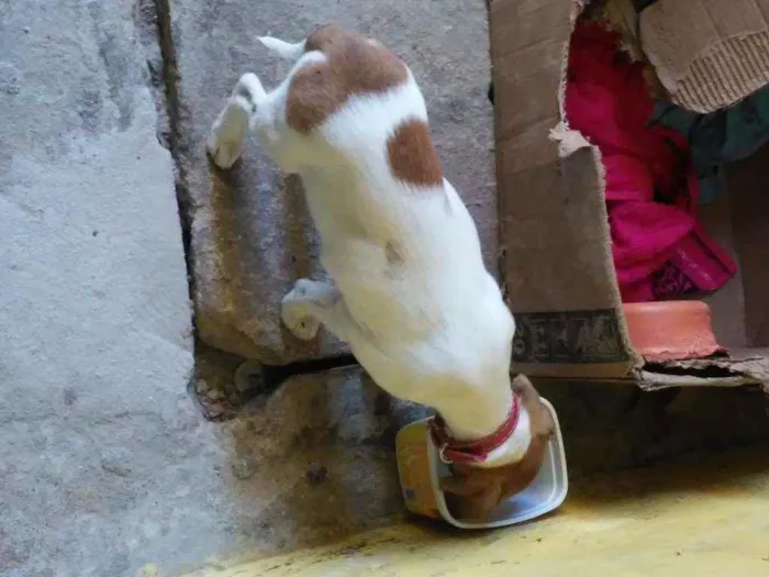 Cachorro ra a não tem idade 2 a 6 meses nome lili