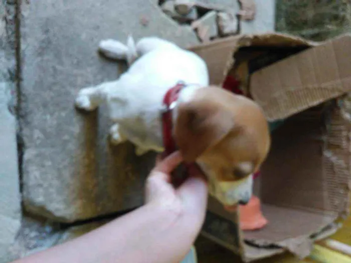 Cachorro ra a não tem idade 2 a 6 meses nome lili