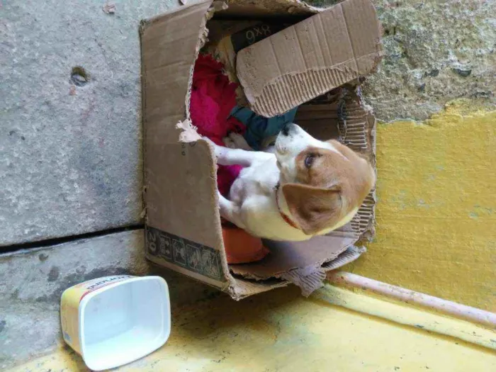 Cachorro ra a não tem idade 2 a 6 meses nome lili