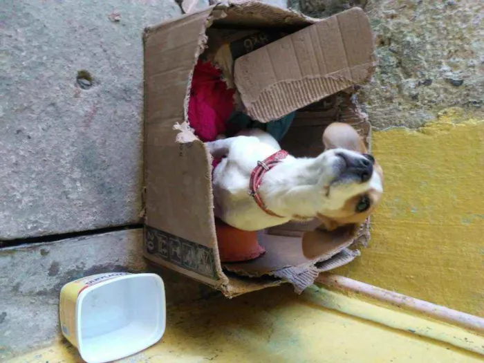 Cachorro ra a não tem idade 2 a 6 meses nome lili