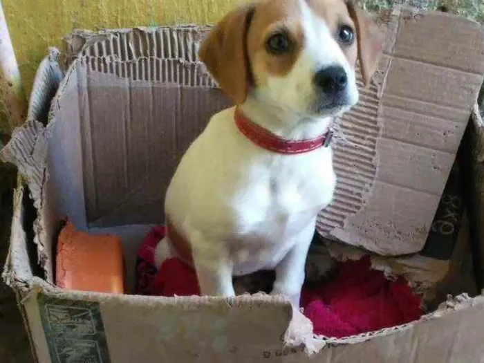Cachorro ra a não tem idade 2 a 6 meses nome lili