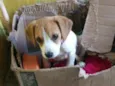 lili