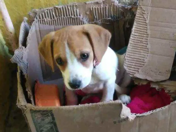 Cachorro ra a não tem idade 2 a 6 meses nome lili