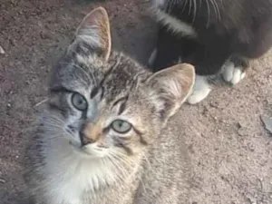 Gato raça SRD idade 2 a 6 meses nome Bob