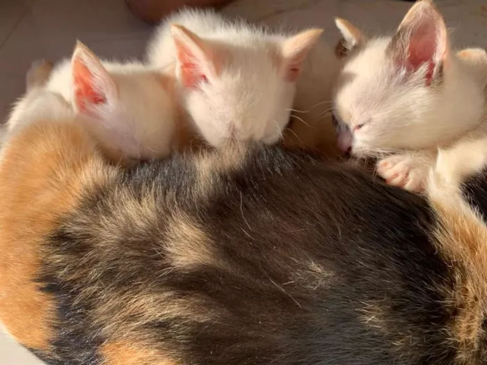 Gato ra a Mistura idade 2 a 6 meses nome Sem nome