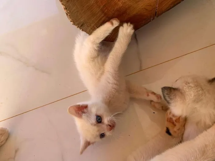 Gato ra a Mistura idade 2 a 6 meses nome Sem nome