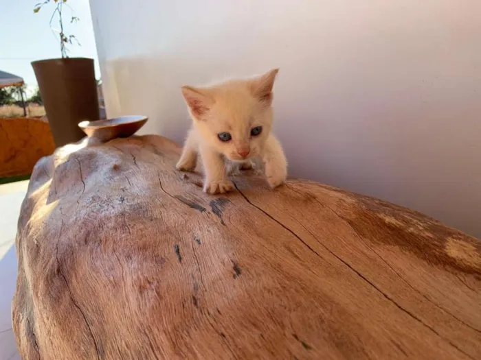 Gato ra a Mistura idade 2 a 6 meses nome Sem nome