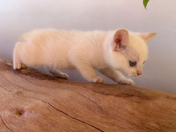 Gato ra a Mistura idade 2 a 6 meses nome Sem nome
