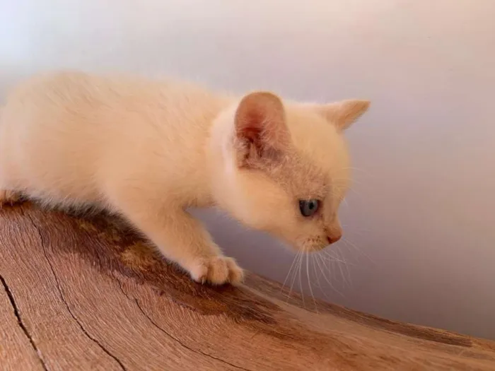 Gato ra a Mistura idade 2 a 6 meses nome Sem nome