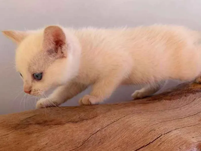 Gato ra a Mistura idade 2 a 6 meses nome Sem nome