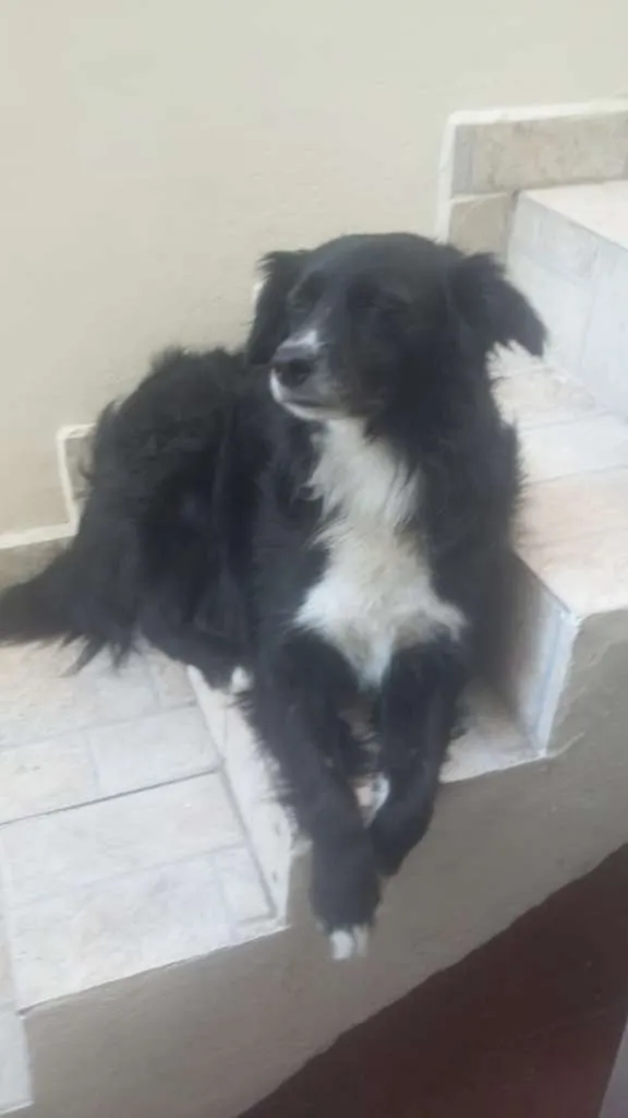 Cachorro ra a SRD-ViraLata idade 2 anos nome Smoke