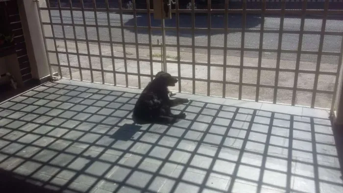 Cachorro ra a SRD-ViraLata idade 2 anos nome Smoke
