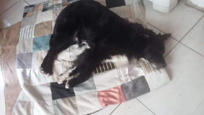 Cachorro ra a SRD-ViraLata idade 2 anos nome Smoke