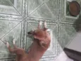 Raposa