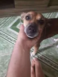 Raposa