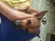 Raposa