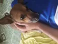 Raposa