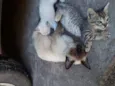 Pichito 
