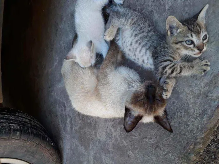 Gato raça Siamês  idade 1 ano nome Pichito 