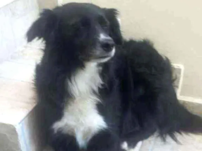 Cachorro ra a SRD-ViraLata idade 2 anos nome Smoke