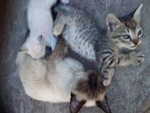 Gato raça Siamês  idade 1 ano nome Pichito 