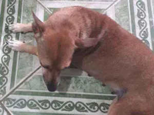 Cachorro raça Vira Lata  idade 6 ou mais anos nome Raposa 