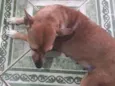 Raposa