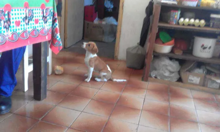 Cachorro ra a SRD idade 1 ano nome Kiara