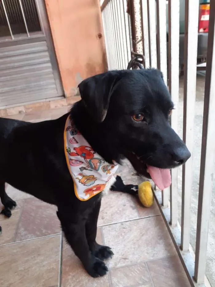 Cachorro ra a SRD-ViraLata idade 2 anos nome Toddy