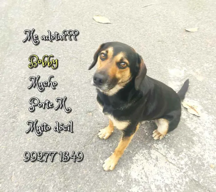 Cachorro raça SRD idade 1 ano nome  Bobby