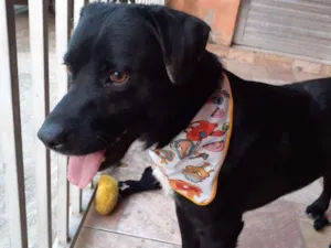 Cachorro raça SRD-ViraLata idade 2 anos nome Toddy