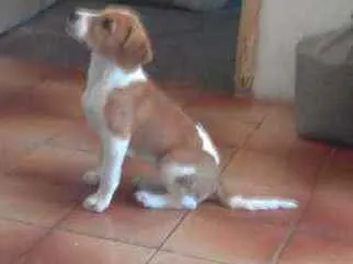 Cachorro ra a SRD idade 1 ano nome Kiara