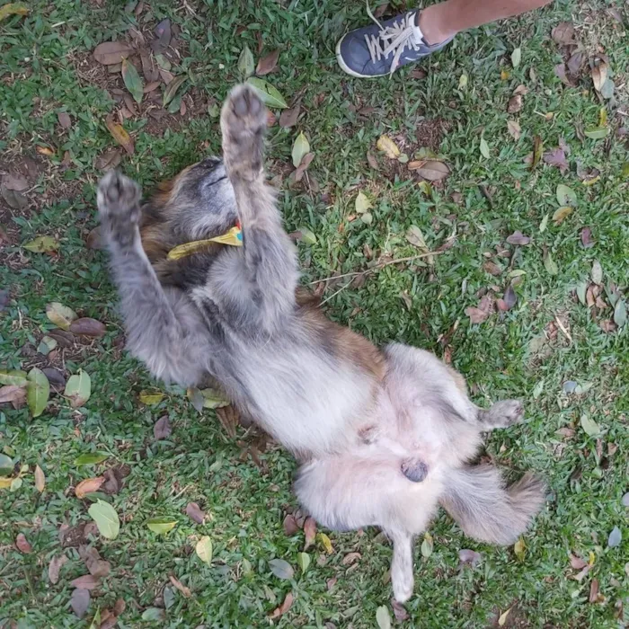 Cachorro ra a SRD-ViraLata idade 6 ou mais anos nome Caco