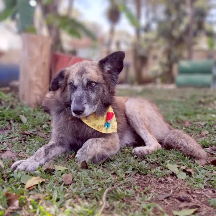 Cachorro ra a SRD-ViraLata idade 6 ou mais anos nome Caco