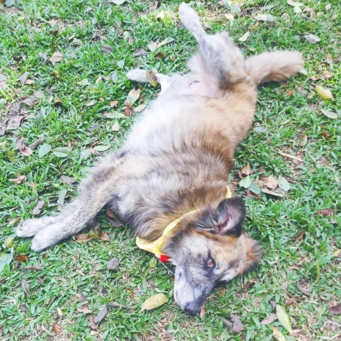 Cachorro ra a SRD-ViraLata idade 6 ou mais anos nome Caco