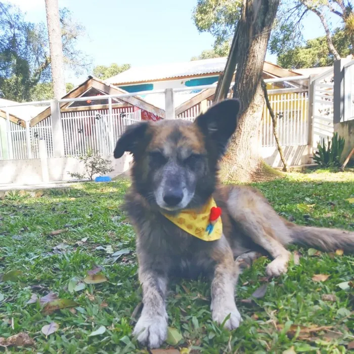 Cachorro ra a SRD-ViraLata idade 6 ou mais anos nome Caco