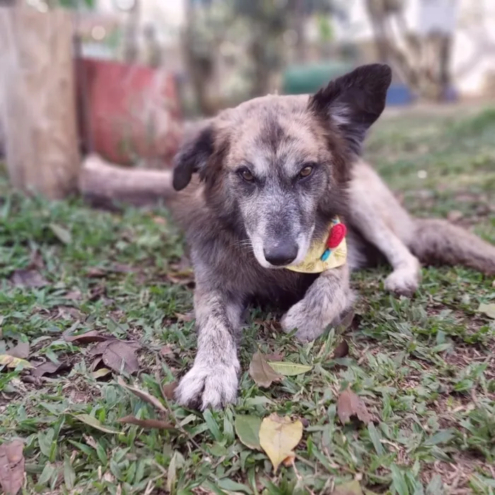 Cachorro ra a SRD-ViraLata idade 6 ou mais anos nome Caco