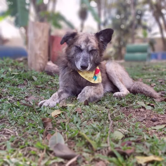 Cachorro ra a SRD-ViraLata idade 6 ou mais anos nome Caco