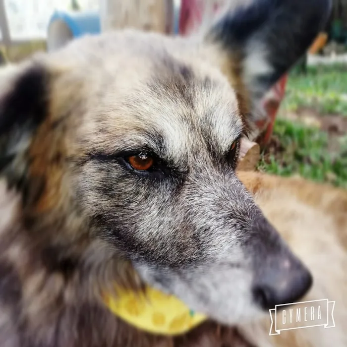 Cachorro ra a SRD-ViraLata idade 6 ou mais anos nome Caco