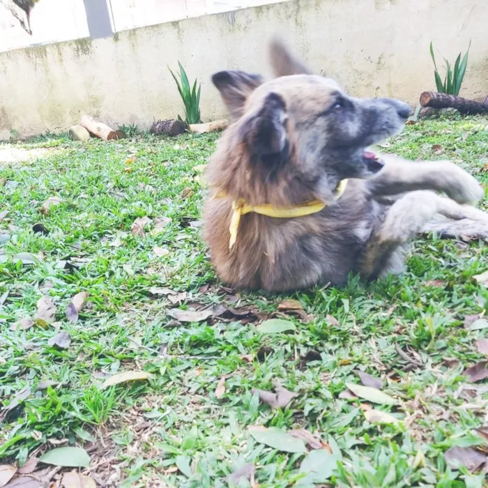Cachorro ra a SRD-ViraLata idade 6 ou mais anos nome Caco