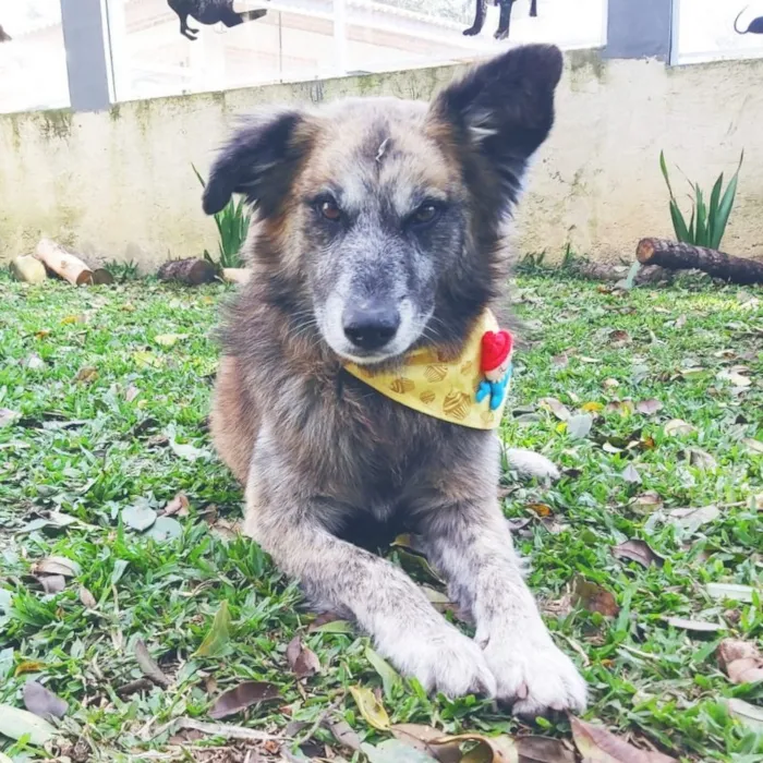 Cachorro ra a SRD-ViraLata idade 6 ou mais anos nome Caco