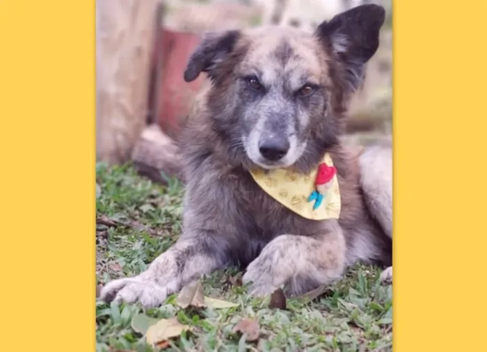 Cachorro ra a SRD-ViraLata idade 6 ou mais anos nome Caco