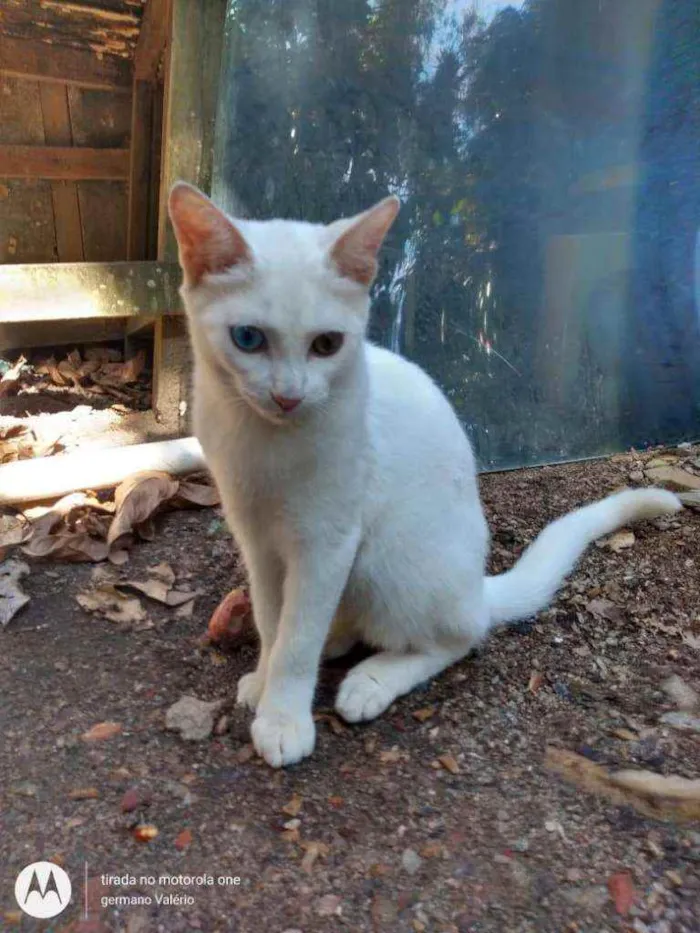 Gato ra a SRD idade 2 a 6 meses nome Charlote